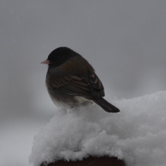 Junco hyemalis cismontanus