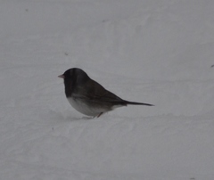 Junco hyemalis cismontanus