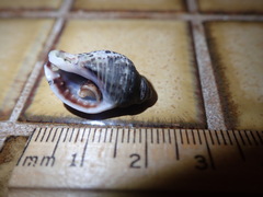 Acanthinucella spirata