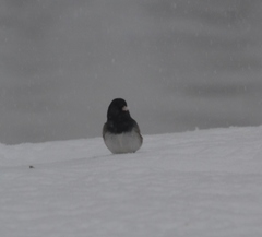 Junco hyemalis cismontanus