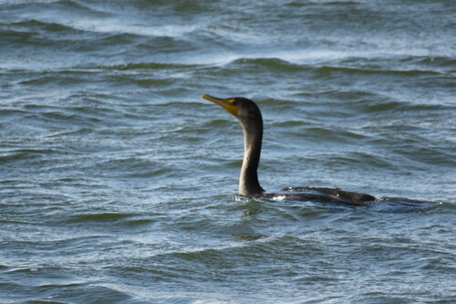 Double-crested Cormorant