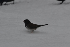 Junco hyemalis cismontanus