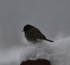 Junco hyemalis cismontanus