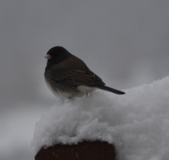Junco hyemalis cismontanus