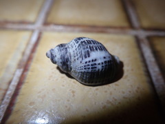 Acanthinucella spirata