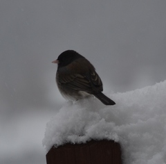 Junco hyemalis cismontanus