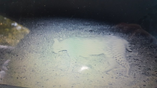 Bobcat photographed in Mississippi