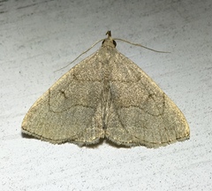 Zanclognatha pedipilalis