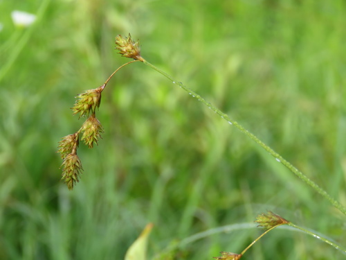 quill sedge (Carex tenera)