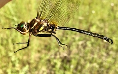 Somatochlora hineana