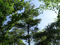 Pinus strobus