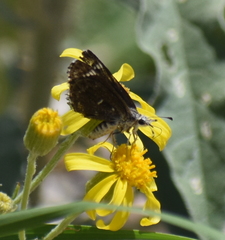 Hesperopsis alpheus