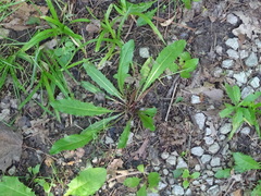 Taraxacum officinale