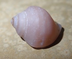 Nucella lamellosa