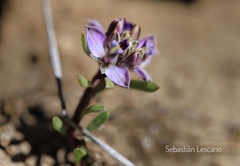 Polygala salasiana