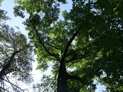 Quercus rubra