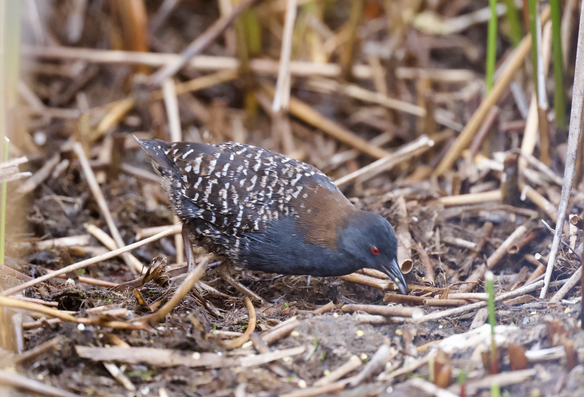 Black Rail (Laterallus jamaicensis), photo 3