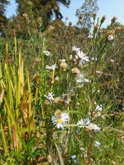 Symphyotrichum lentum