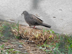Ecuadorian Ground-Dove photo 5