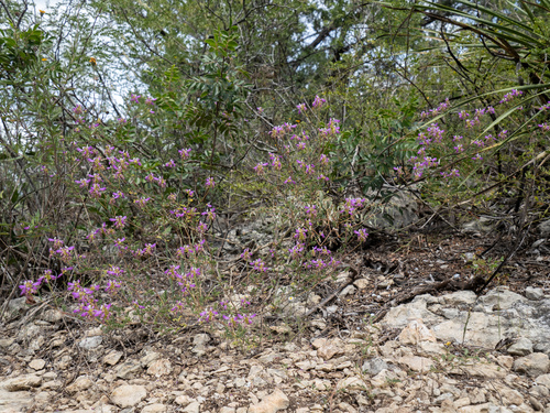 Image of Dalea frutescens by (c) Turner Brockman, some rights reserved (CC BY-SA)