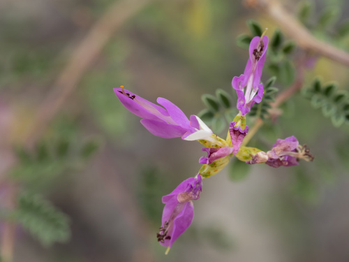 Image of Dalea frutescens by (c) Turner Brockman, some rights reserved (CC BY-SA)