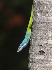 Anolis allisoni
