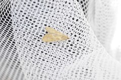 Elophila gyralis