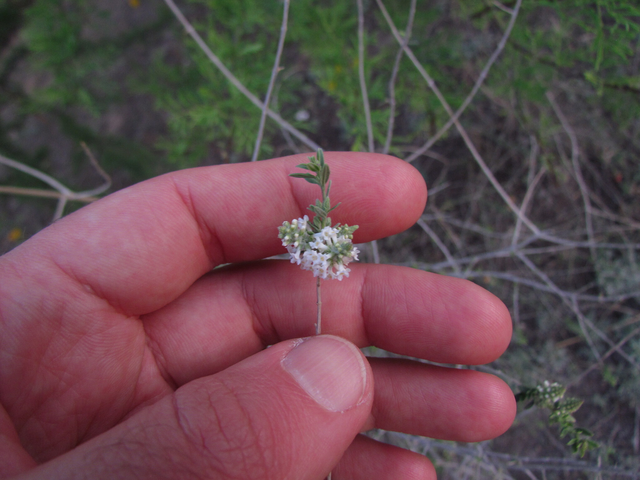 Aloysia decipiens