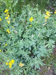 Thermopsis montana