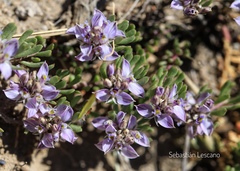 Polygala salasiana