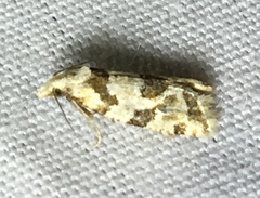 Aethes argentilimitana