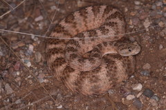 Crotalus tigris