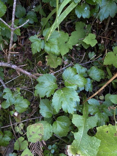 Image of Coptis occidentalis by (c) Daniel Kennedy, some rights reserved (CC BY)