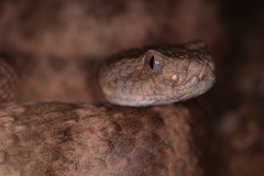 Crotalus tigris