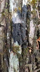 Fuscopannaria leucosticta