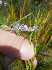 Symphyotrichum lentum