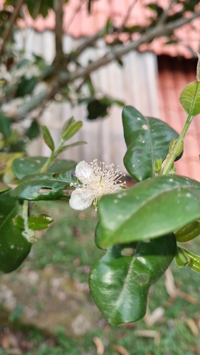 Pitangatuba