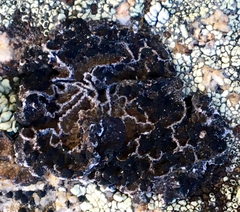 Umbilicaria krascheninnikovii