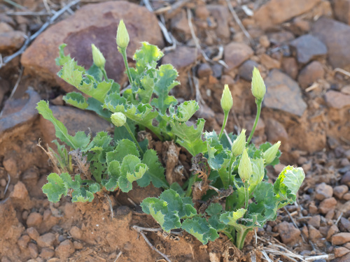 Image of Acourtia runcinata by (c) Turner Brockman, some rights reserved (CC BY-SA)