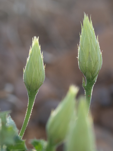 Image of Acourtia runcinata by (c) Turner Brockman, some rights reserved (CC BY-SA)
