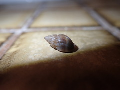 Amphissa versicolor