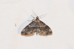 Melanomma auricinctaria