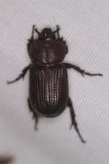 Hemiphileurus illatus