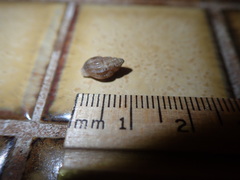 Amphissa versicolor