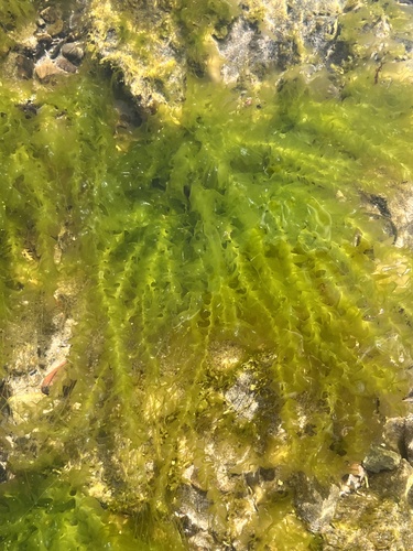Ulva taeniata observed 2024-09-29