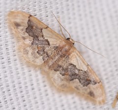 Idaea gemmata