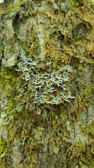 Heterodermia speciosa image