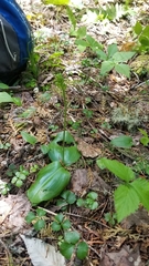 Platanthera orbiculata image
