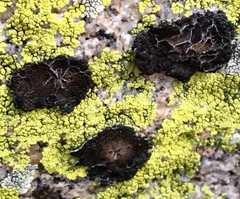 Umbilicaria krascheninnikovii
