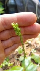 Platanthera orbiculata image